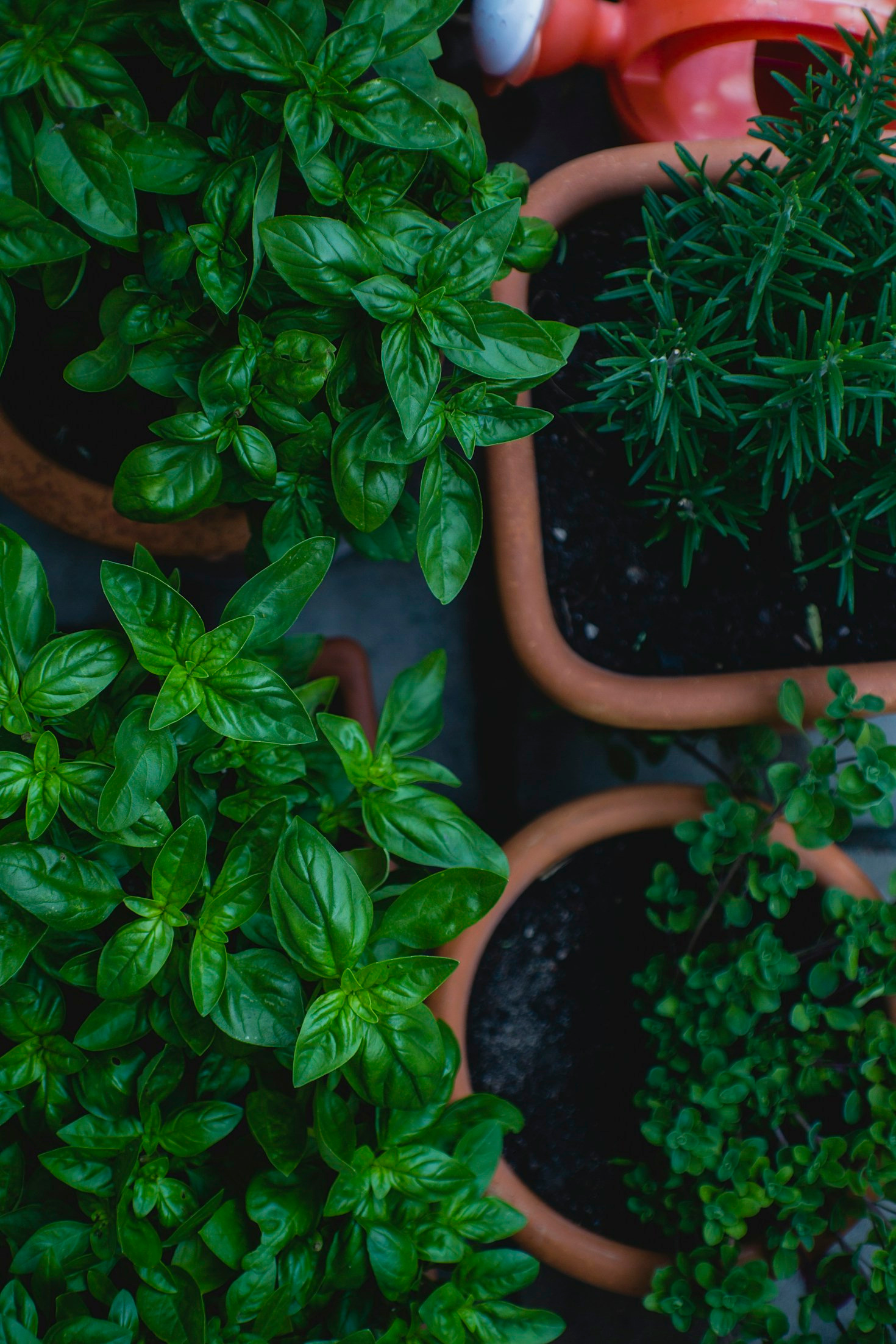 How To Host Your Own Herbal Workshop